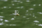 Große Königslibelle 8