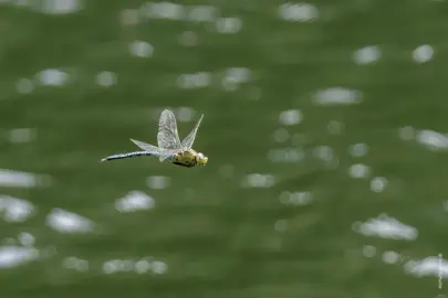 Große Königslibelle 8