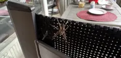 Nosferatu: Jetzt auch hier auf unserem Balkon