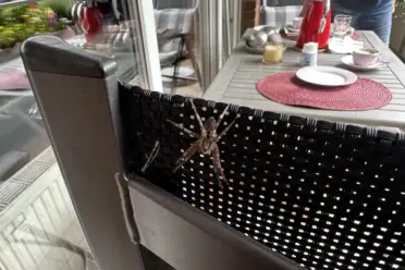 Nosferatu: Jetzt auch hier auf unserem Balkon