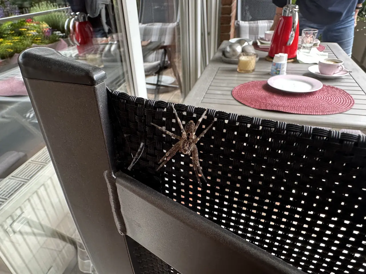 Nosferatu: Jetzt auch hier auf unserem Balkon