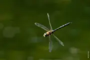 Mosaikjungfer