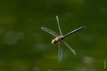 Heute Morgen: Graureiher am See und Mosaik-Jungfern