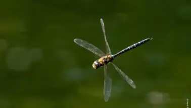 Mosaikjungfer