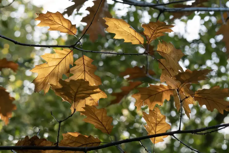 Lichte Herbstblätter
