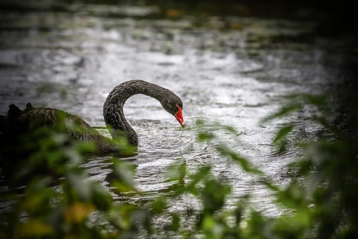 Ein schwarzer Schwan 2 Schwarzer Schwan