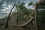 Wald im Sturm
