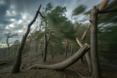Wald im Sturm