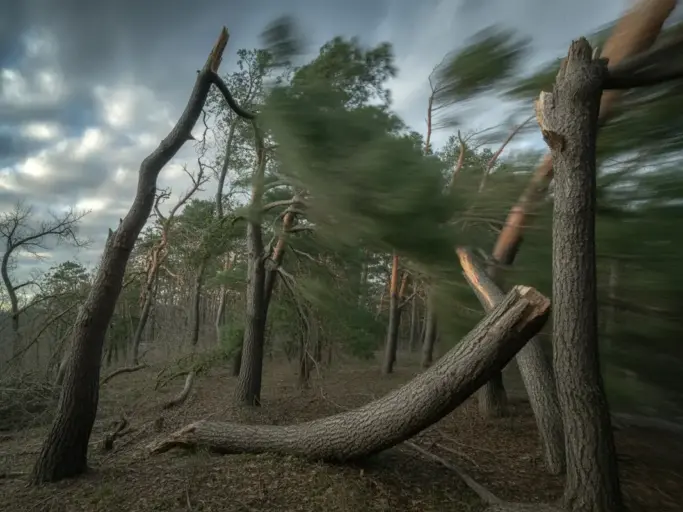 Wald im Sturm