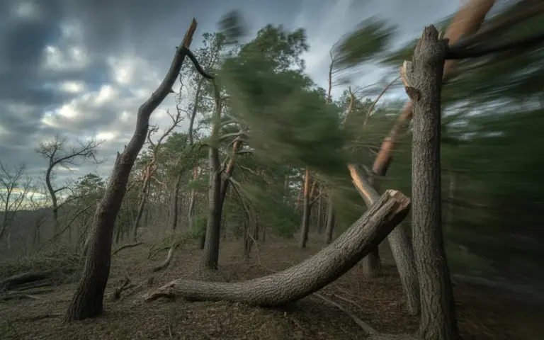 Wald im Sturm