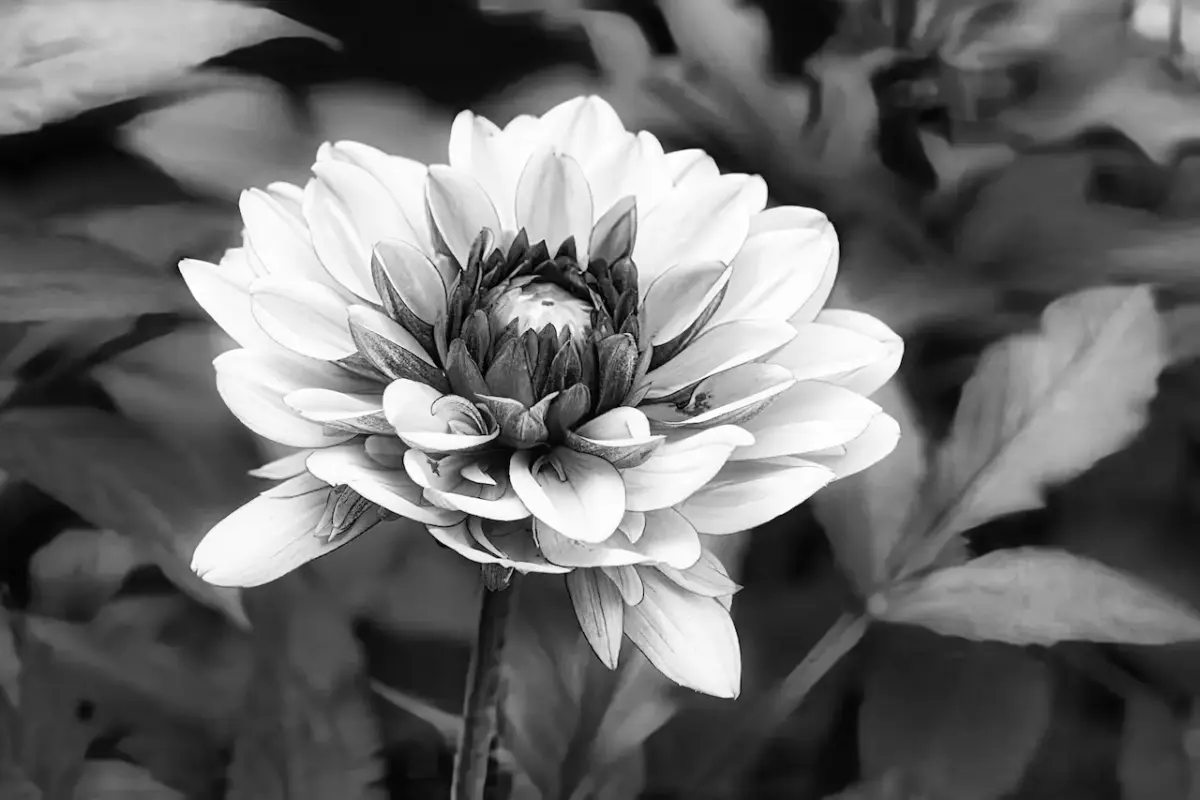 dahlie