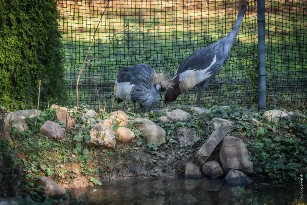 südafrikanischer Kronenkranich 2 2