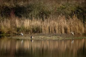 Ein Triumvirat am Rande des Teichs