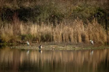 Warum keine Tauben, Raben, Krähen oder Amseln?
