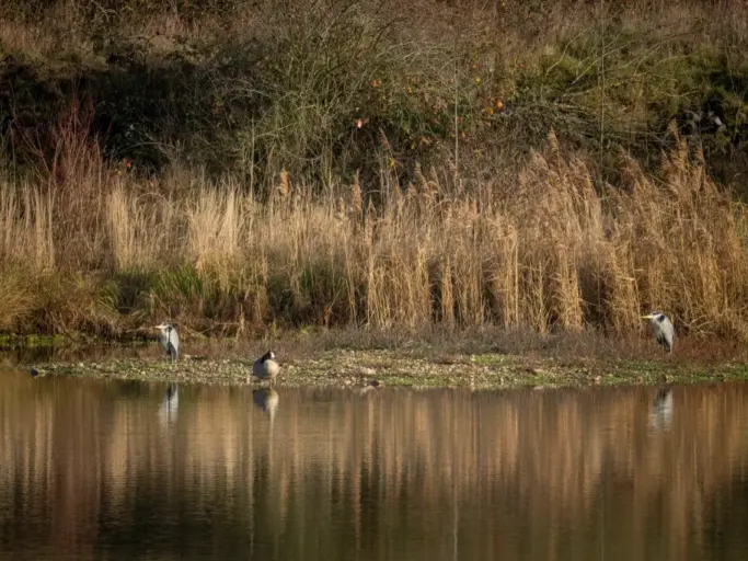 Ein Triumvirat am Rande des Teichs