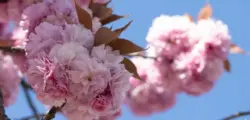 Kirschblüten, Motorsägen und Erinnerung