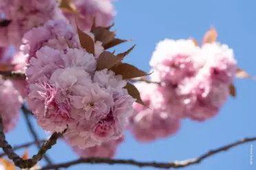 Kirschblüten, Motorsägen und Erinnerung