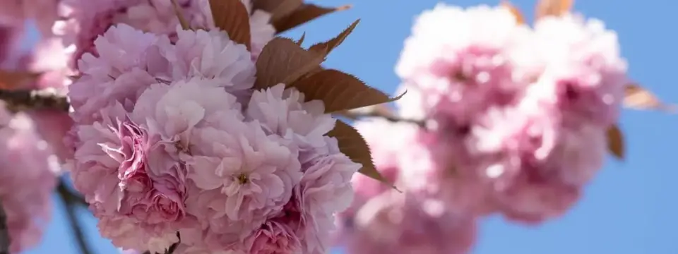 Kirschblüten, Motorsägen und Erinnerung 2 Kirschblüten, Motorsägen und Erinnerung