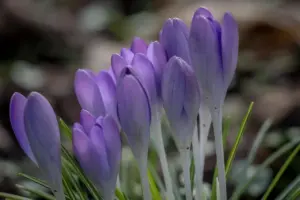 Krokus Schneeglöckchen 12