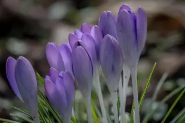 Violett, Gelb, Grünspecht und Stieglitz-Bunt: Mein Winter-Finale