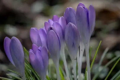 Violett, Gelb, Grünspecht und Stieglitz-Bunt: Mein Winter-Finale 8 Violett, Gelb, Grünspecht und Stieglitz-Bunt: Mein Winter-Finale