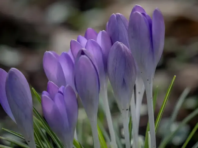 Krokus Schneeglöckchen 12