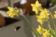 Farben, Hummeln, Holzbienen, Schmetterlinge, Vogelzwitschern – so schön!