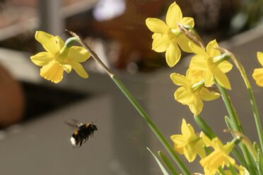 Farben, Hummeln, Holzbienen, Schmetterlinge, Vogelzwitschern – so schön!
