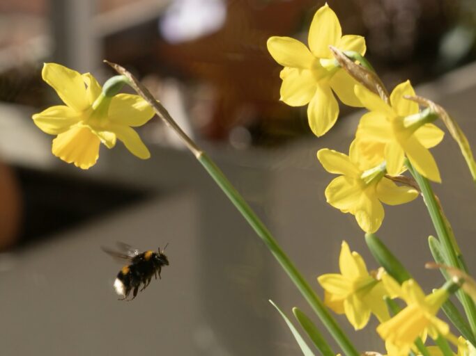 Narzissen Hummeln