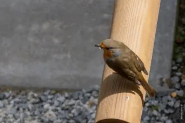 Rotkehlchen