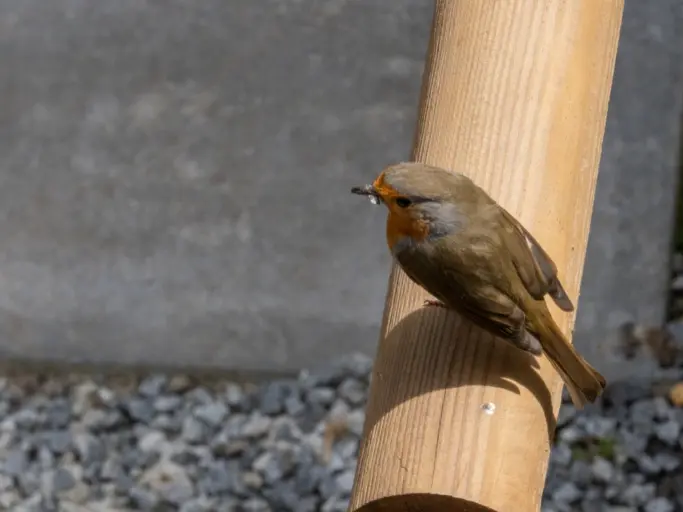 Rotkehlchen