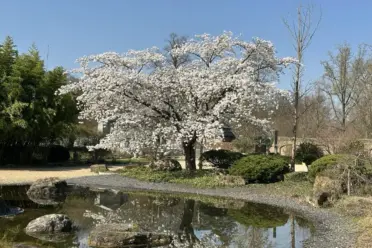 japanischer garten schloss dyck