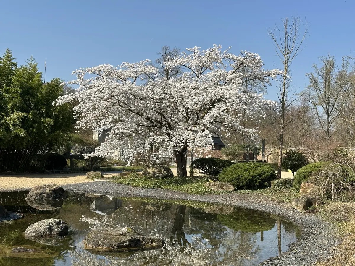 japanischer garten schloss dyck