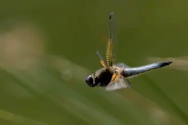 Vielfleck Libelle