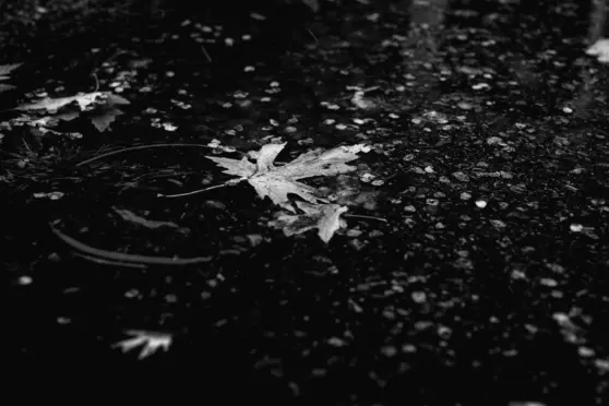 Startseite | 7 close up of autumn leaves floating on the water