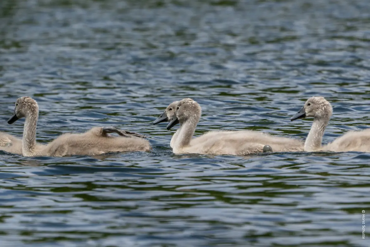 Und wieder sind es fast 30 Grad 5 Schwäne mit Jungen 14