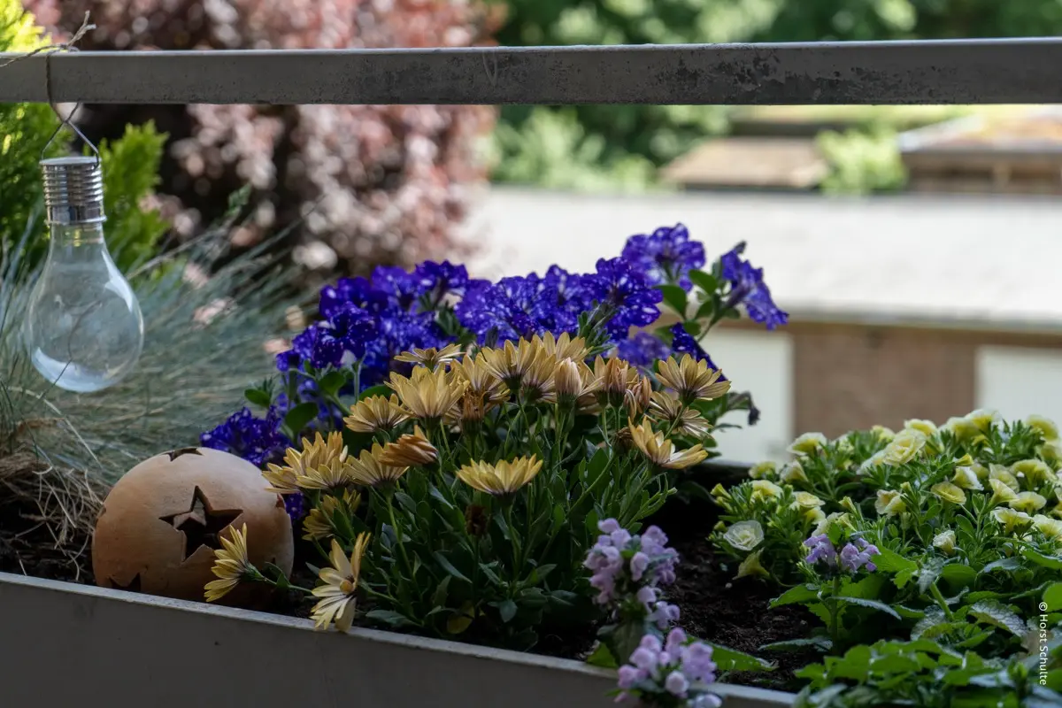 Wo Hummeln die Chefs sind: unser summender Balkon 5 blumenkasten
