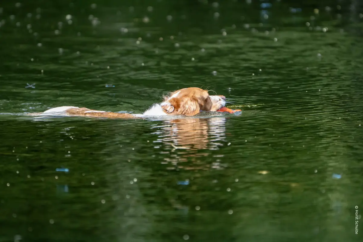 Und wieder sind es fast 30 Grad 6 schwimmender Hund 10