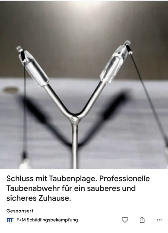 taubenplage?