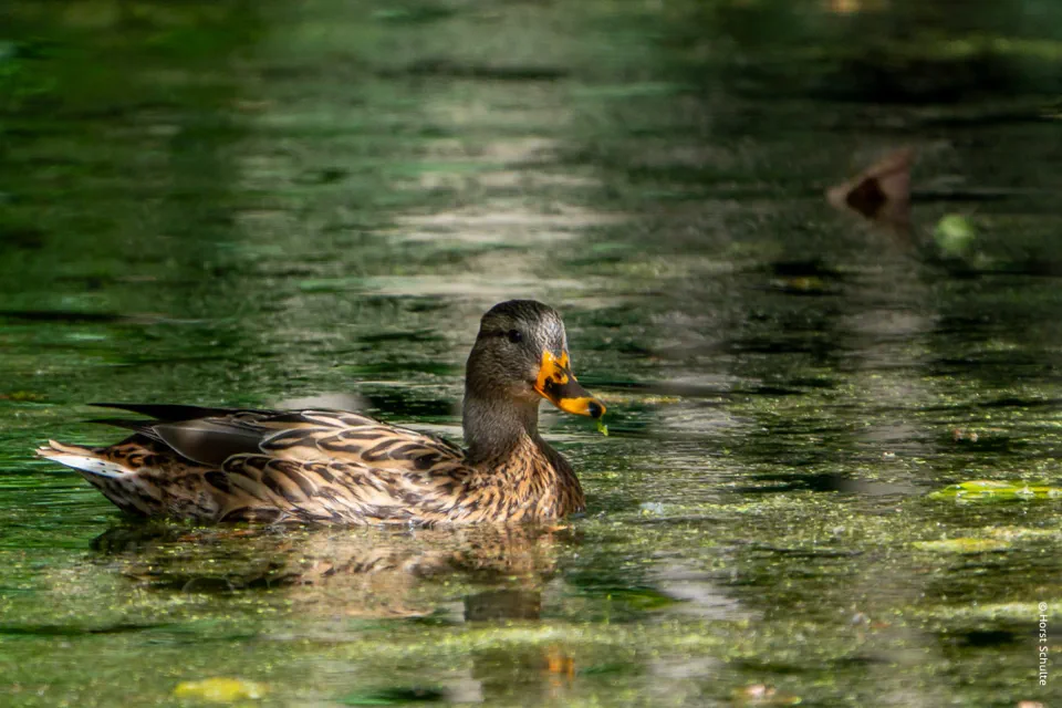 Stockente