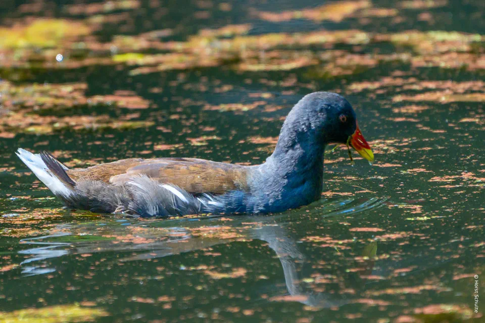 Teichhuhn